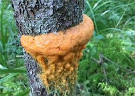 Attēlu rezultāti vaicājumam “Fuligo licentii young”