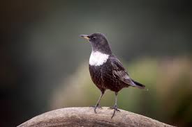 Image result for Turdus torquatus