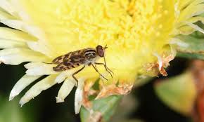 Attēlu rezultāti vaicājumam “Therevidae”