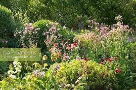 Image result for Aquilegia vulgaris `Nora Barlow`
