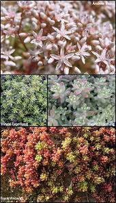 Attēlu rezultāti vaicājumam “Sedum album”