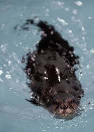 Image result for Worthing Otters