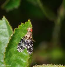 Attēlu rezultāti vaicājumam “Trypetoptera punctulata”