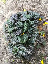 Attēlu rezultāti vaicājumam “Ajuga pyramidalis leaf”