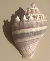 Image result for Melongena corona