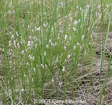 Attēlu rezultāti vaicājumam “Trichophorum alpinum”