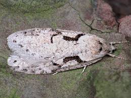 Attēlu rezultāti vaicājumam “Semioscopis steinkellneriana”