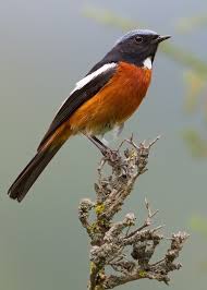 Attēlu rezultāti vaicājumam “Muscicapidae”