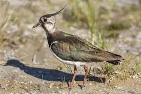 Attēlu rezultāti vaicājumam “Vanellus vanellus”