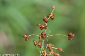 Attēlu rezultāti vaicājumam “Schoenoplectus lacustris subsp. glaucus”