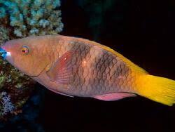 Image result for Scarus ferrugineus