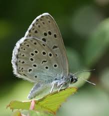 Attēlu rezultāti vaicājumam “Phengaris arion”