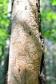 Attēlu rezultāti vaicājumam “Anobium pertinax”