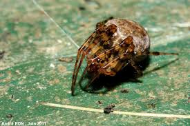 Attēlu rezultāti vaicājumam “Metellina merianae”