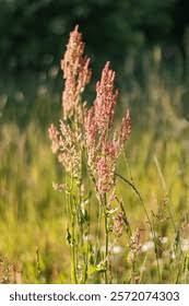 Image result for Sauerampfer