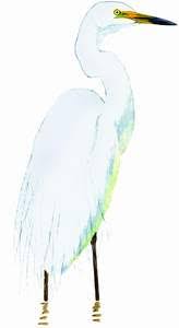 Attēlu rezultāti vaicājumam “Egretta alba”