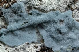 Attēlu rezultāti vaicājumam “Byssocorticium atrovirens”