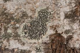 Attēlu rezultāti vaicājumam “Lecidella elaeochroma”