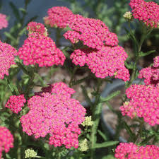 Attēlu rezultāti vaicājumam “Achillea millefolium flower”