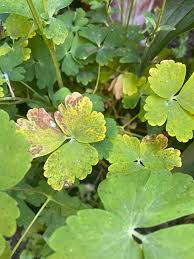Attēlu rezultāti vaicājumam “Aquilegia vulgaris leaf”