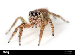 Attēlu rezultāti vaicājumam “Evarcha falcata female”