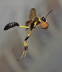 Attēlu rezultāti vaicājumam “Eumenidae”