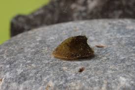 Attēlu rezultāti vaicājumam “Ancylus fluviatilis”