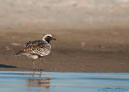 Attēlu rezultāti vaicājumam “Pluvialis squatarola adult”