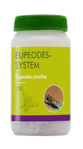 Attēlu rezultāti vaicājumam “Eupeodes nielseni”