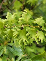 Attēlu rezultāti vaicājumam “Lycogala cf. convexum young”