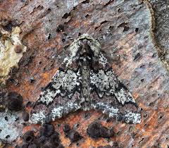 Attēlu rezultāti vaicājumam “Biston strataria”