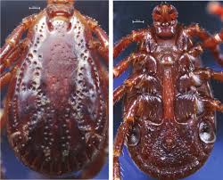 Attēlu rezultāti vaicājumam “Dermacentor reticulatus female”