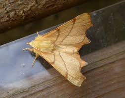 Attēlu rezultāti vaicājumam “Ennomos erosaria”