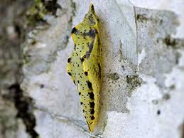 Attēlu rezultāti vaicājumam “Pieris napi male”