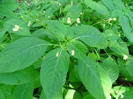 Attēlu rezultāti vaicājumam “Impatiens parviflora”