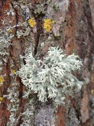 Attēlu rezultāti vaicājumam “Ramalina fastigiata”