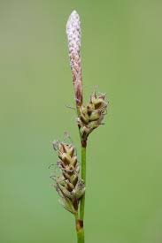Attēlu rezultāti vaicājumam “Carex ericetorum”