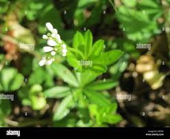 Attēlu rezultāti vaicājumam “Galium odoratum bud”