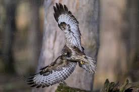 Attēlu rezultāti vaicājumam “Buteo buteo”