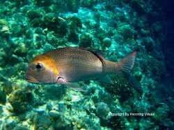 Image result for Monotaxis grandoculis