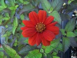 Image result for Heliopsis scabra
