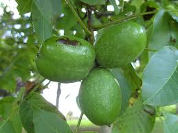 Attēlu rezultāti vaicājumam “Juglans x sinensis fruit”