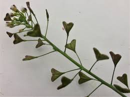 Attēlu rezultāti vaicājumam “Capsella bursa-pastoris bud”