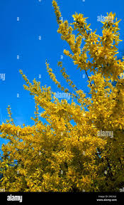Attēlu rezultāti vaicājumam “Forsythia suspensa flower”