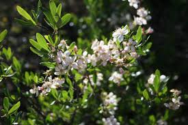 Attēlu rezultāti vaicājumam “Symphytocarpus impexus sessile”