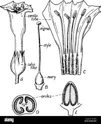 Attēlu rezultāti vaicājumam “Nicotiana tabacum fruit”