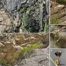 Attēlu rezultāti vaicājumam “Anthracoidea”