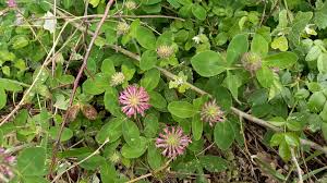 Attēlu rezultāti vaicājumam “Trifolium medium leaf”