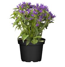 Attēlu rezultāti vaicājumam “Campanula glomerata”