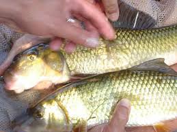 Image result for Moxostoma duquesnei